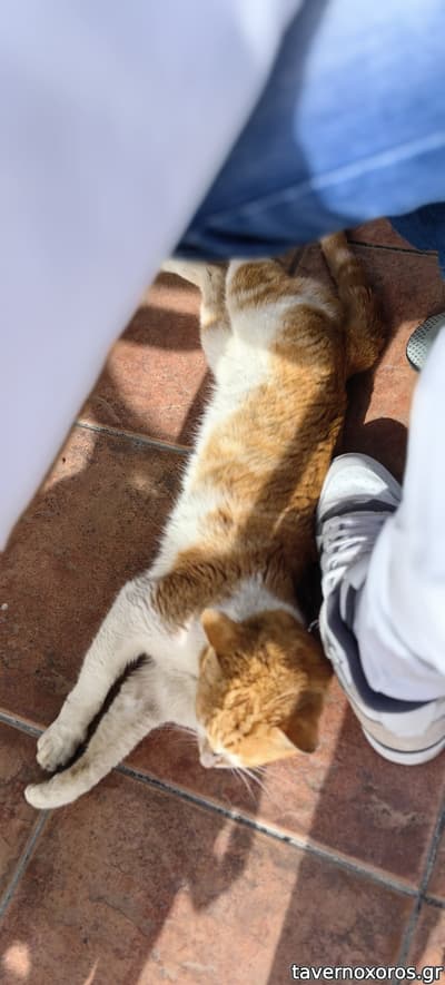 [εικόνα]